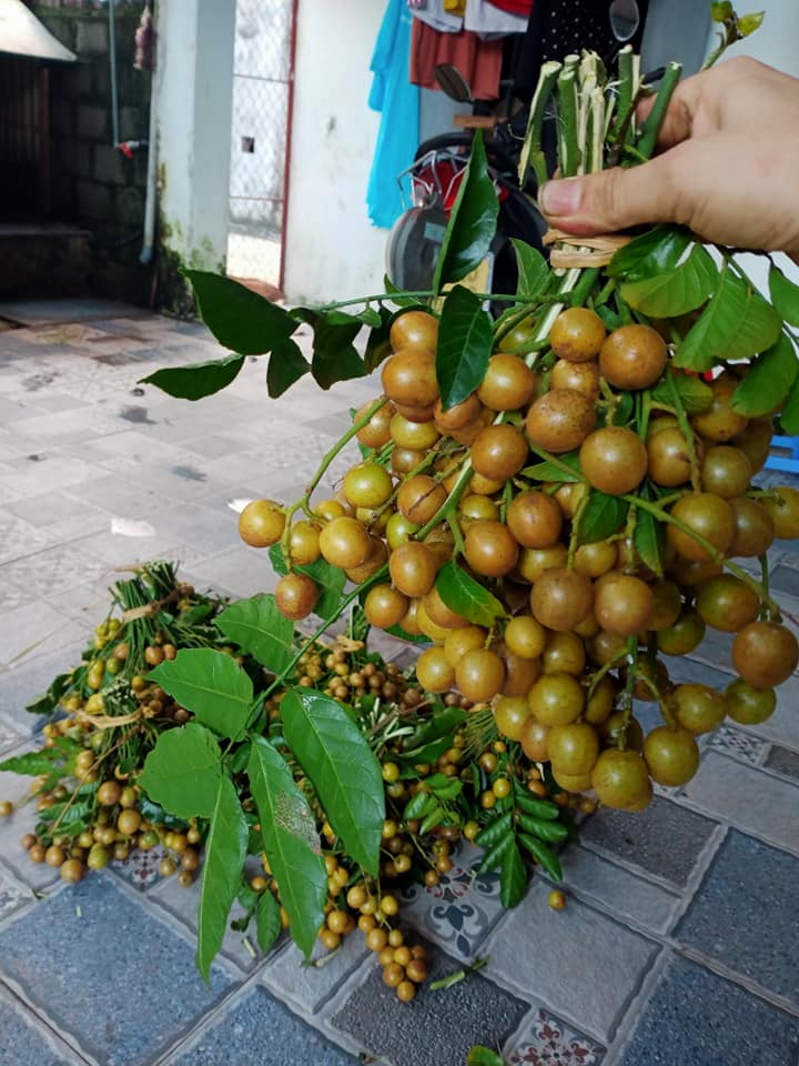 Quả quất hṑng bì là ᵭặc sản gȃy thương nhớ trên nhiḕu tuyḗn phṓ ở Hà Nội trong những ngày hè