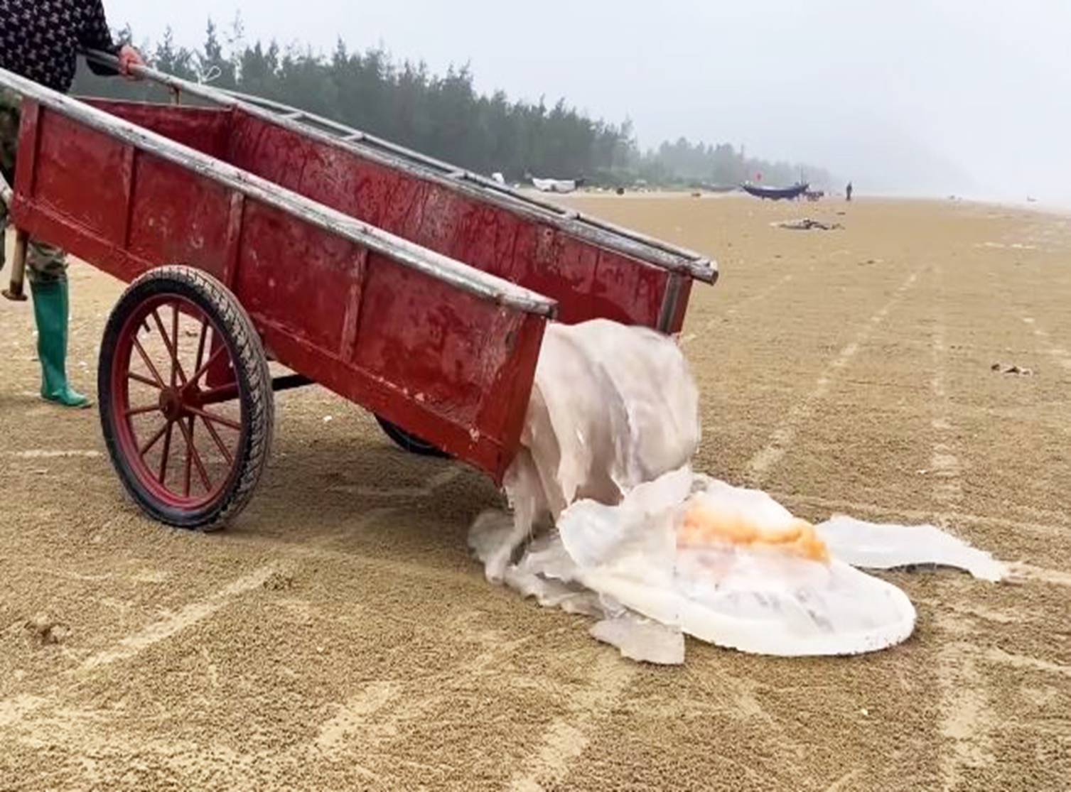 Ngư dân cắt nhỏ sứa trộn với cát biển, dân tình phẫn nộ vì mất vệ sinh, nghe giải thích mới ngỡ ngàng-4