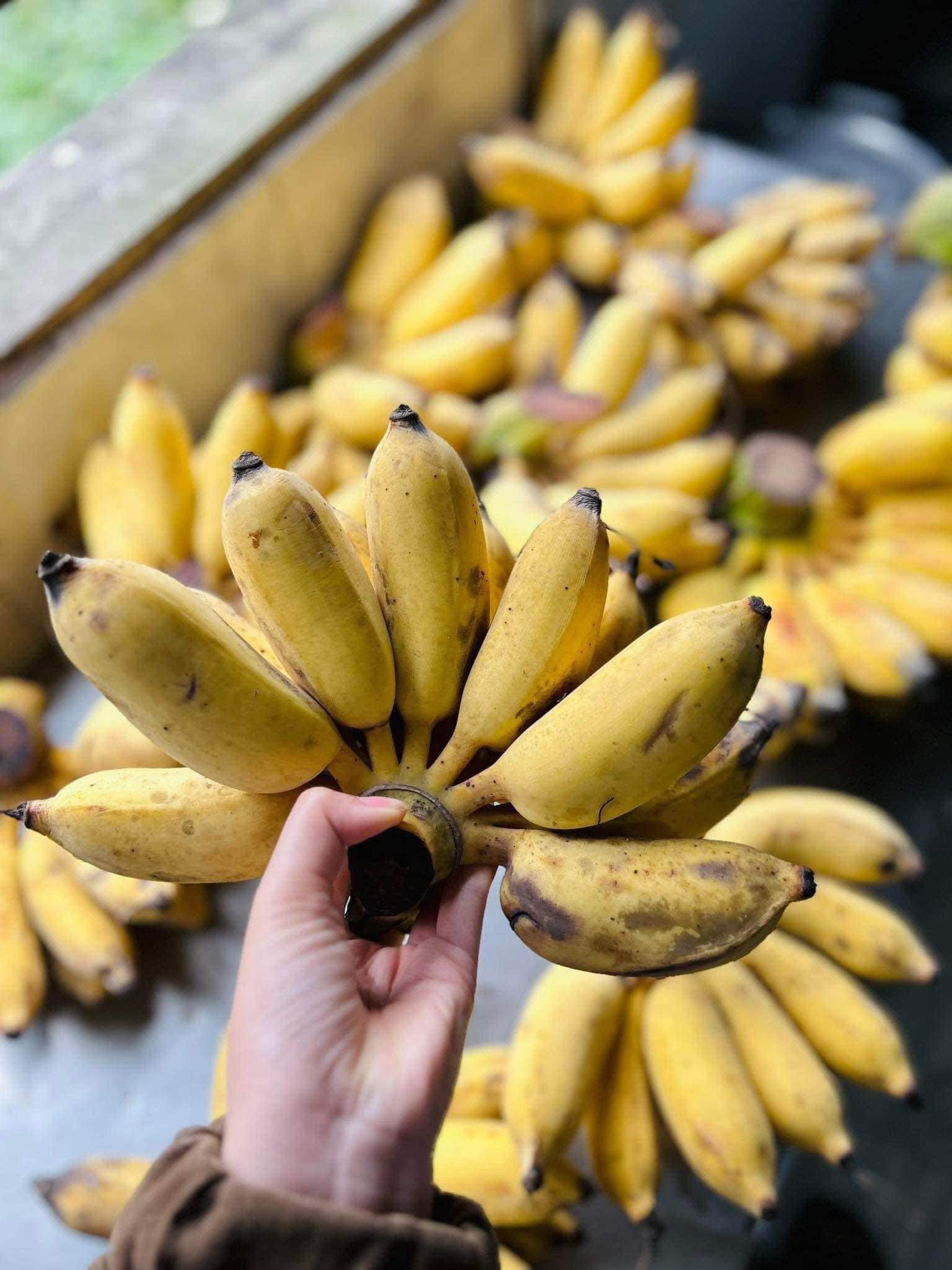Chỉ với hơn chục nghìn ᵭṑng, người tiêu dùng có thể mua ᵭược 1 nải hoặc 1kg chuṓi.
