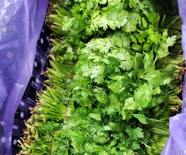 Rau mùi có nhiḕu lợi ích cho sức khoẻ (Ảnh minh họa).