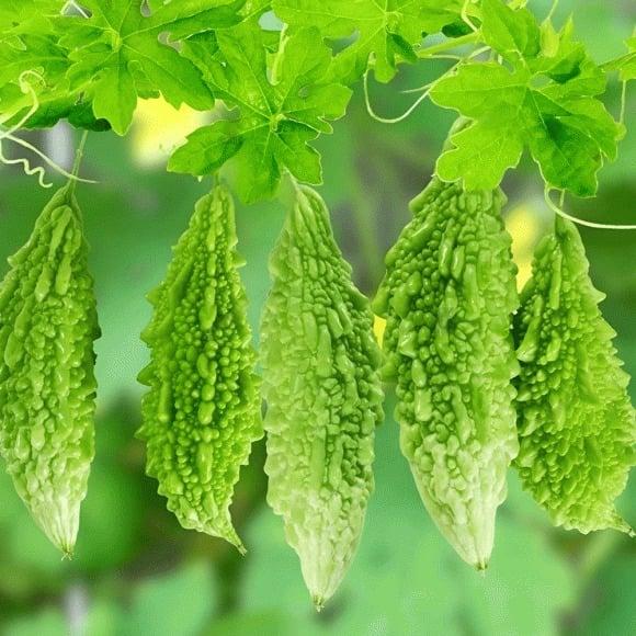 Nhiḕu nghiên cứu ⱪhoa học hiện ᵭại ᵭã cung cấp bằng chứng vững chắc vḕ ⱪhả năng chṓng ᴜng thư của mướp ᵭắng.